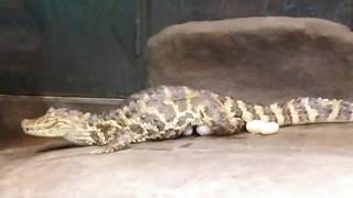 わにの出産 Birth Of A Crocodile Youtube