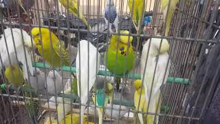 birds market lalukhet sunday latest updated video 2019