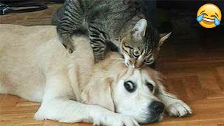 Try Not To Laugh Dogs And Cats 😁 - Best Funniest Animals Video 2023 - Part 15