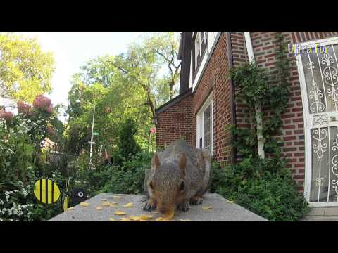 "More Squirrels! : Ultra Fur