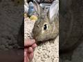 食い逃げ❣️🐰🐇💨😨🤣