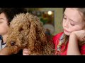 Waffles helpful journey  waffle the wonderdog  live actions for kids  wildbrain zigzag