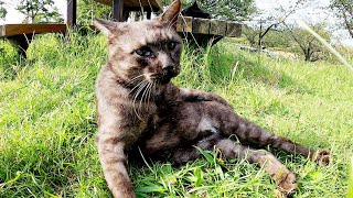 【元ぼっち猫】猫達がベンチに集まって、無防備な体勢でリラックスする