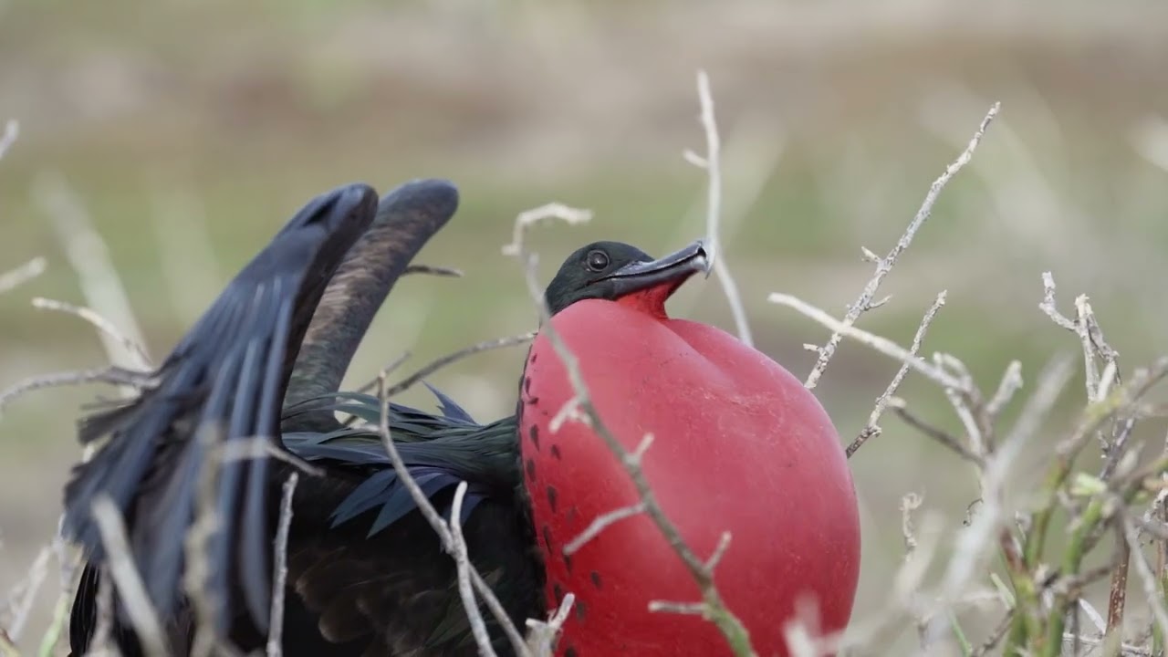 ⁣Wildlife Watching: Galápagos Islands