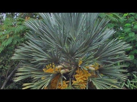 Wideo: Hardy Yucca Plants – Wskazówki dotyczące uprawy jukki w regionach strefy 7