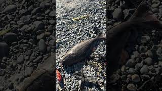 Catching halibut on beach #alaskahalibut #alaska #halibut #fishing