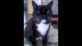 gadajacy kot 1 screenshot 3