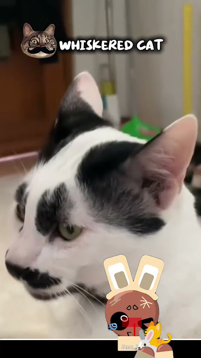 Joice reaction: whiskered cat 🤭