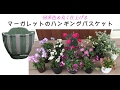 【2月】八重マーガレットのハンギングバスケット