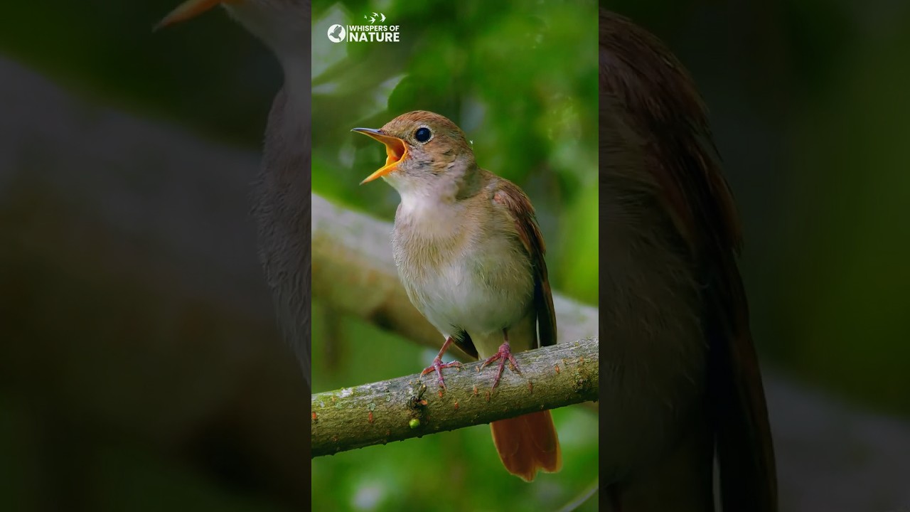 Singing nightingale || The best bird song || Forest Ambience & Relaxing Rain Sounds 