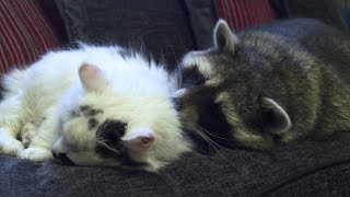 This man has a cute pet raccoon