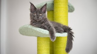 Maine Coon Kittens graduate to Kindergarten.