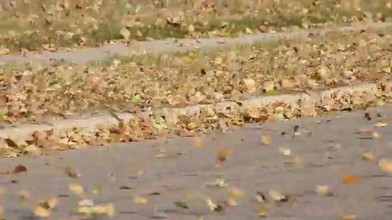 Windy leaves in fall - YouTube