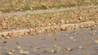 Windy leaves in fall