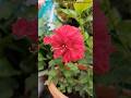 hibiscus 🌺||Kumari Sangita's passion|| #shorts #youtubeshorts #shortsfeed #shortsvideo #ytshorts