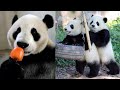  funny and cute panda compilation   cute panda funny animal funny animal clips