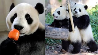 💗 Funny And Cute Panda Compilation  🐼 Cute Panda Video [FUNNY ANIMAL VIDEO] Funny Animal Clips