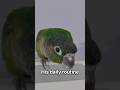 His daily routine... 🦜#shorts #riotheconure