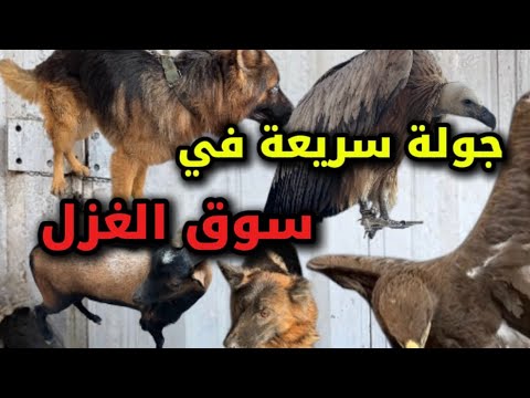 جولة سريعة في سوق الغزل