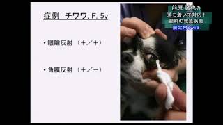 新品DVD / 落ち着いて対応!眼科の救急疾患 / 前原誠也 獣医学類伴侶動物 落ち着いて対応!眼科の救急疾患 | 医療情報研究所 DVD教材ストア