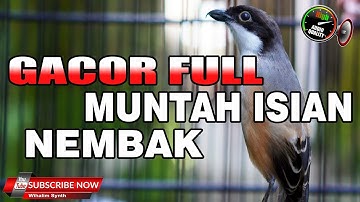 MASTERAN CENDET GACOR FULL ISIAN FULL TEMBAKAN COCOK UNTUK PANCINGAN DAN MASTERAN PENTET BAHAN