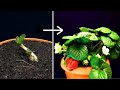 Strawberry 40 days of growing  time lapse greentimelapse gtl timelapse