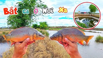 Thiên Nga Thả Ao Có Sợ Bay Mất Không Và Một ngày Thả Lưới Bắt Cá Ở Nơi Xa / Quế Nghịch