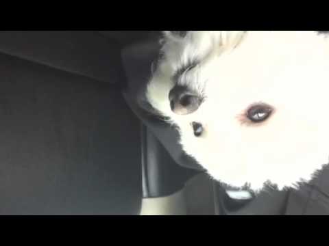 Max & Simons last ride in the Dakota - YouTube