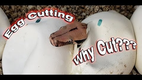 Borneo Short-Tailed Python Clutch (Cutting Eggs)