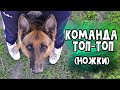 Как научить собаку команде "Топ-топ" (команде Ножки, научить собаку ходить на ваших ногах)