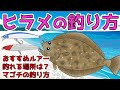 【ルアーでヒラメを釣る方法】マゴチが釣れたら釣り方が違うかも⁉