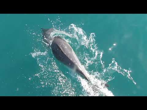 Dolphins playing in front of the boat, Black Sea, Georgia -- თეთრგვერდა დელფინები, შავი ზღვა