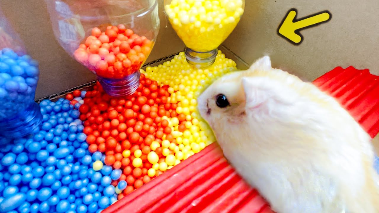 Hamster Sophie #25 🐹 Hamster Labyrinth - Hamster Escaped the Maze Returns to Her Friend 🐹