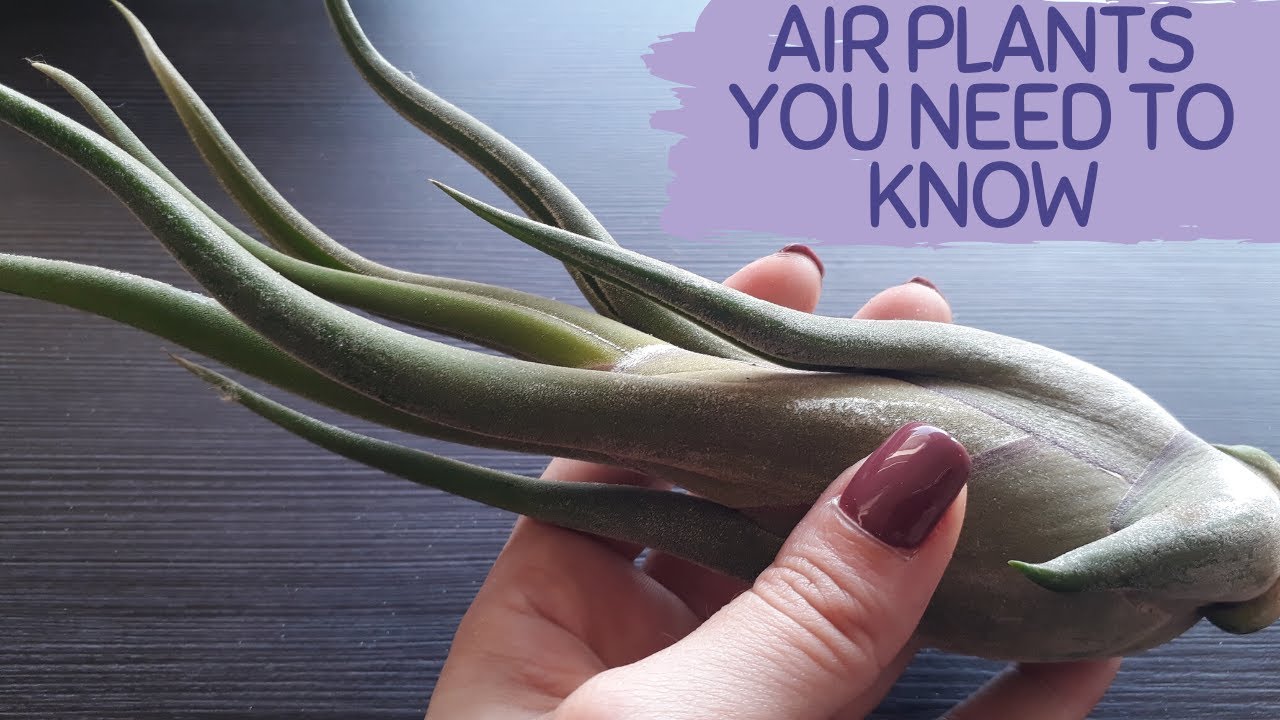 HOW TO TAKE CARE AFTER AIR PLANTS PROPERLY. WHAT YOU NEED TO KNOW ABOUT