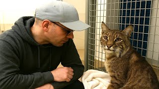 Silent Companions|  Nobody Wanted This Bobcat — Until My Husband Held Him Once