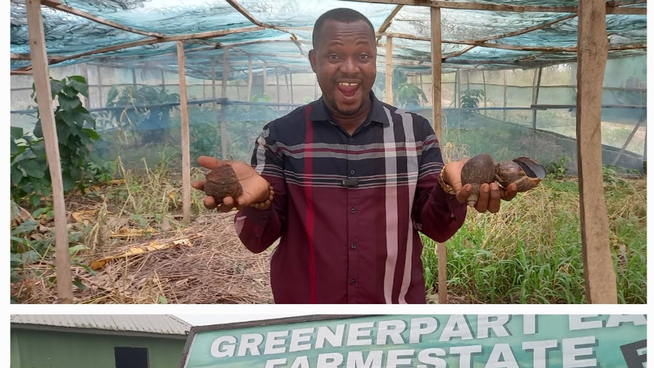 Exploring The Exciting World Of Snail Farming In Epe Lagos | A ...
