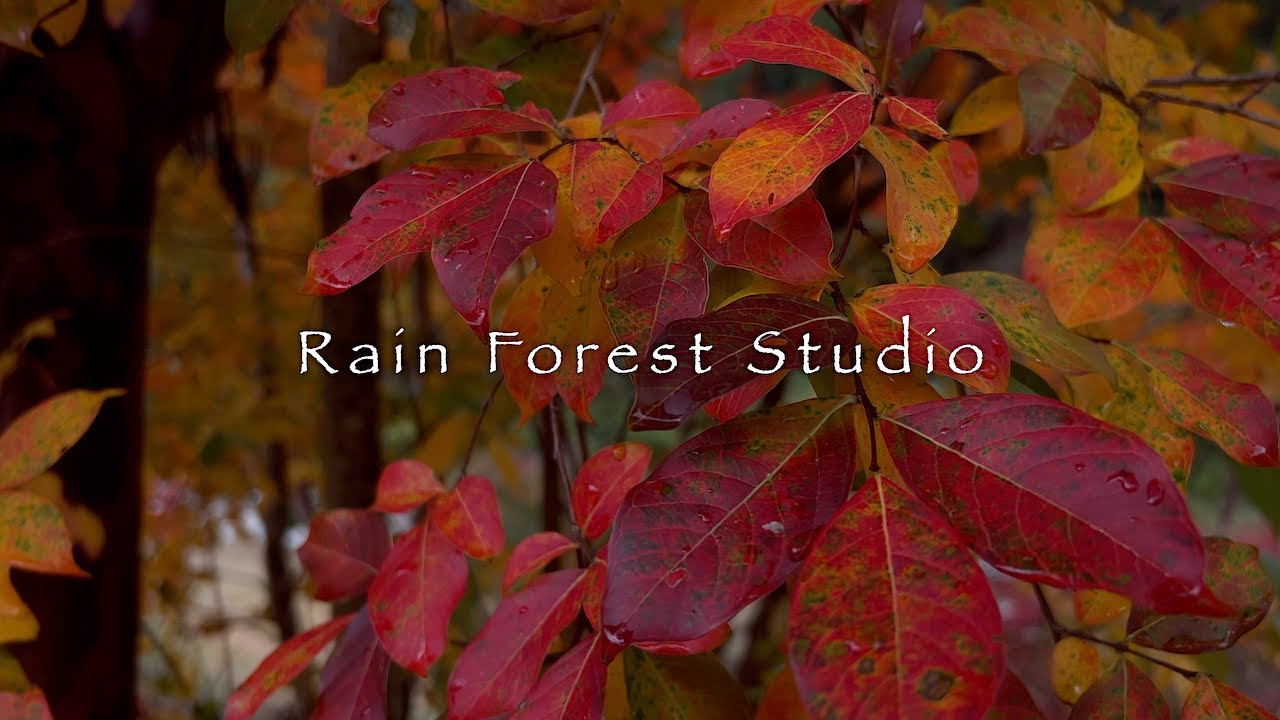 Rust-red Leaves Accompanied by Crickets' Song [4K] - YouTube