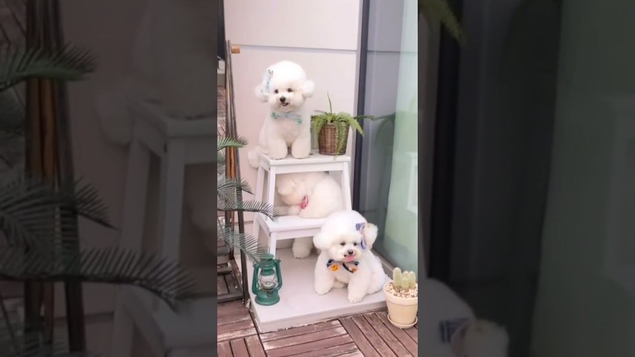 CUTEST PUPPIES Singing a SONG for KIDS! 🐶🎶 