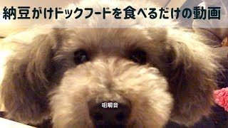 🐶 【咀嚼音】犬が納豆かけドックフードを食べるだけの動画 【dog】【toy poodle】