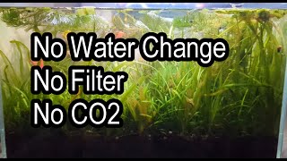 Tank 7 - Aquarium - No Water Change, No Filter, No CO2, Maintenance Free