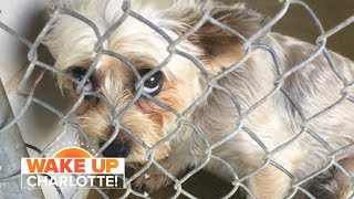 This weekend it's time to Clear the Shelters!