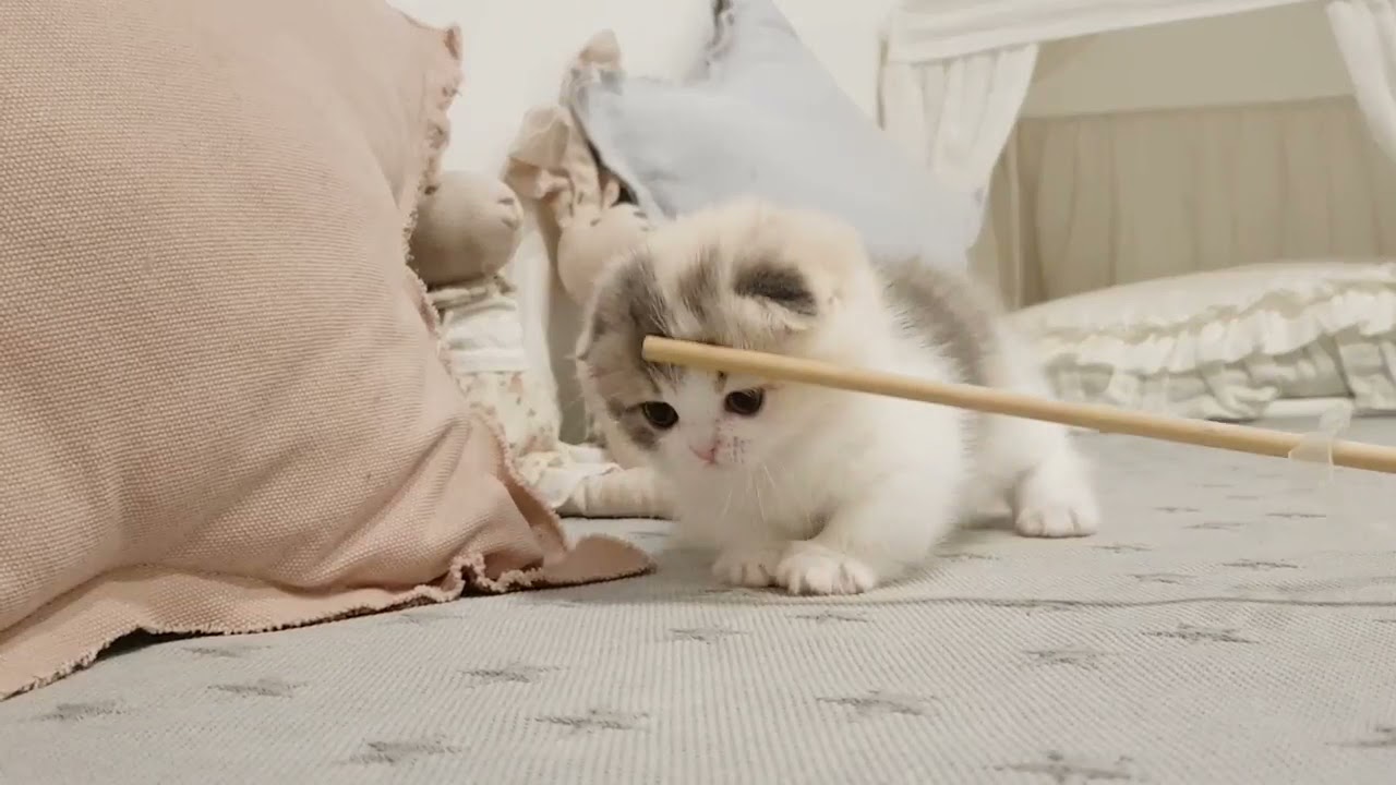 cute kitten videos short leg cat 