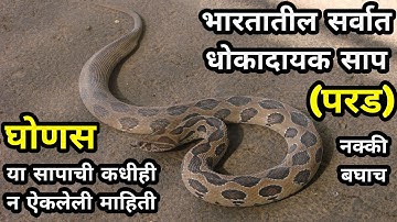 ghonas chi mahiti | ghonas vishay mahiti | ghonas snake information in marathi | russell viper snake