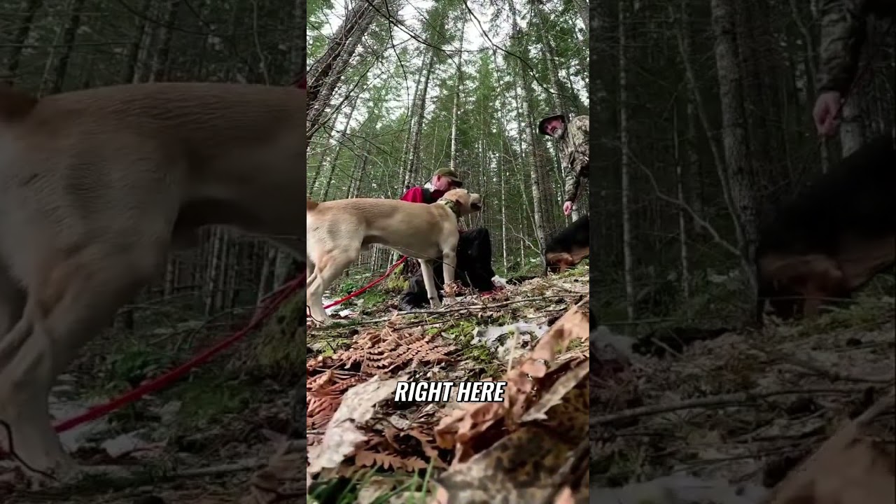 Trail Camera Adventures: Exploring Wildlife in the Snow