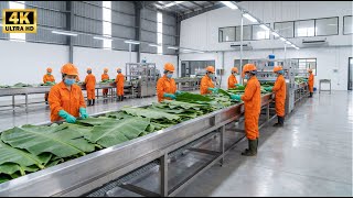 Download Lagu 50,000 Plates Per Day – The INSANE Speed of Modern Banana Leaf Factory MP3