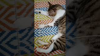 Momo Sleeping And Playing