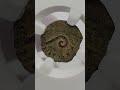 Pontius Pilate Bronze Coin 26–36 AD | Coin from Time of Jesus | Available at www.westbridgecoin.com