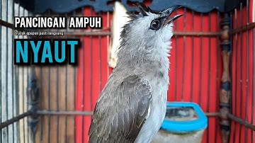 trucukan gacor TARUNG ROPEL PANJANG pancingan trucukan agar bunyi jadikan burung trucuk gacor EMOSI