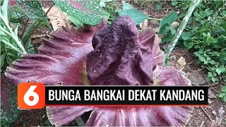 Heboh!! Bunga Bangkai Tumbuh di Dekat Kandang Ayam | Liputan 6