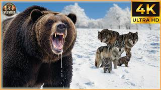 Celebrity Craziest Grizzly Bear Attacks Ever Caught On Camera | Animal Documentary #151 Wealth